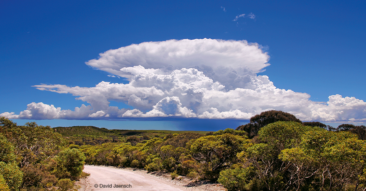 Large anvil-shaped cloud in a blue sky over the sea, with trees and a road in the foreground